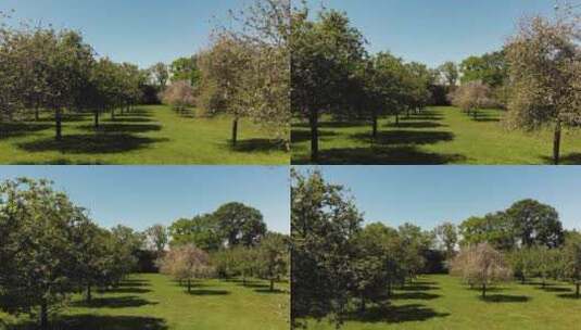 萨默塞特一个美丽的绿色阳光果园的天线，上面有粉红色的苹果树。高清在线视频素材下载