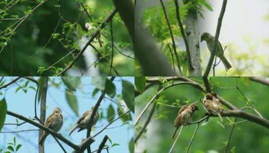 【合集】栖息在树枝上的麻雀相互观望着高清在线视频素材下载