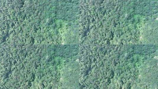 森林航拍绿色植被俯拍树林原始森林植物风光高清在线视频素材下载