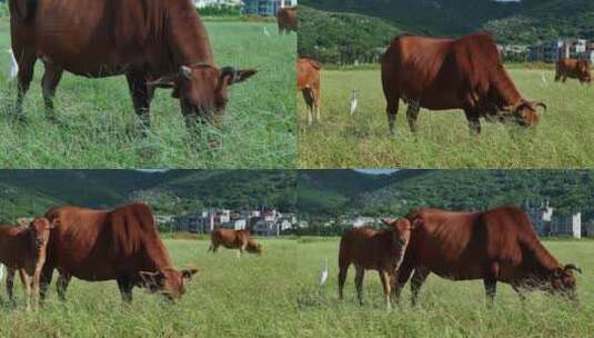 田野中牛儿吃草高清在线视频素材下载