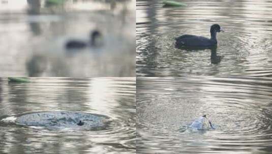 湿地公园 雄安白洋淀 湿地 野鸭高清在线视频素材下载