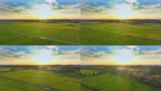蓝天白云之下农村的稻田高清在线视频素材下载