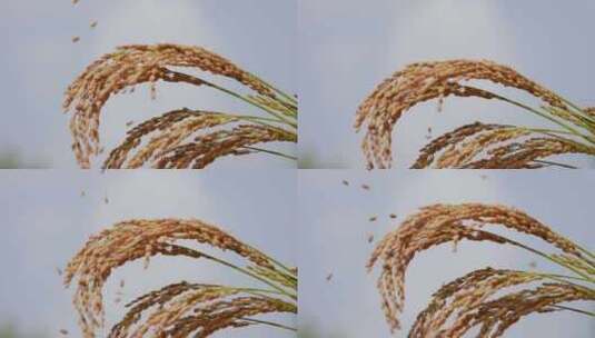 稻子 谷子 农作物高清在线视频素材下载
