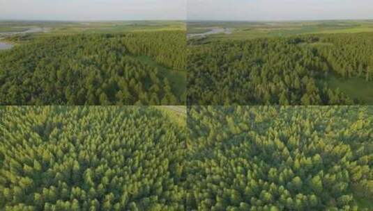 4K高清航拍-针叶林风景高清在线视频素材下载