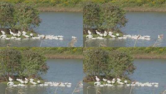 农村散养大白鹅土鹅池塘湿地高清在线视频素材下载