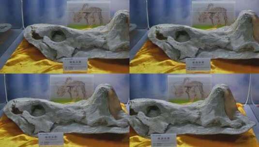 恐龙相关 暴龙 恐龙世界 恐龙化石 恐龙王国高清在线视频素材下载