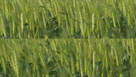 农村小麦田野风吹麦浪麦穗麦芒高清在线视频素材下载
