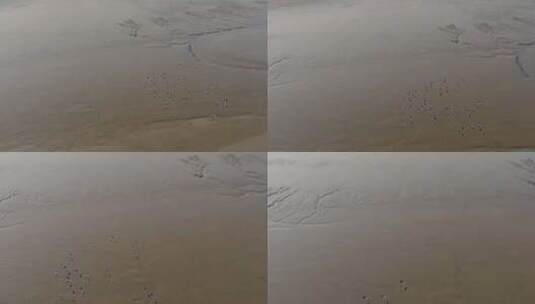 杭州钱塘江江海湿地候鸟野鸭飞翔慢镜头高清在线视频素材下载