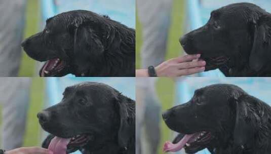 拉布拉多犬 游泳高清在线视频素材下载