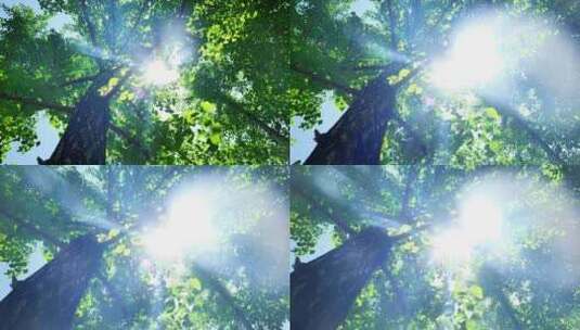 阳光银杏树木树叶高清在线视频素材下载