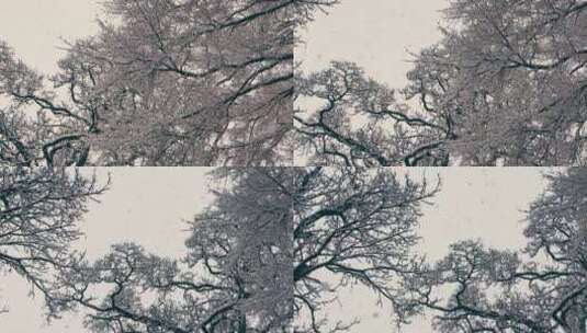 旋转仰拍被白雪落满的树枝高清在线视频素材下载