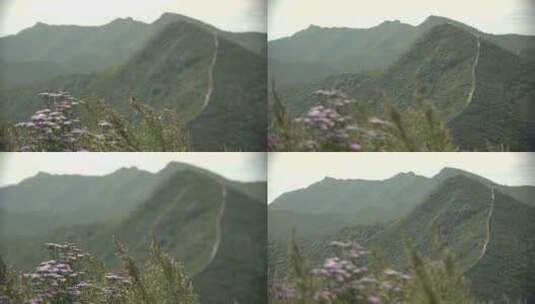 山上的野花高清在线视频素材下载
