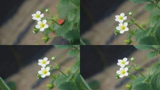 农民田间劳动种植蔬菜蔬菜大棚里的蔬菜草莓高清在线视频素材下载