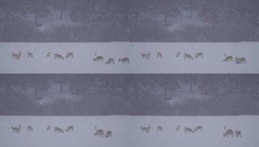 暴风雪中的黄羊蒙原羚高清在线视频素材下载