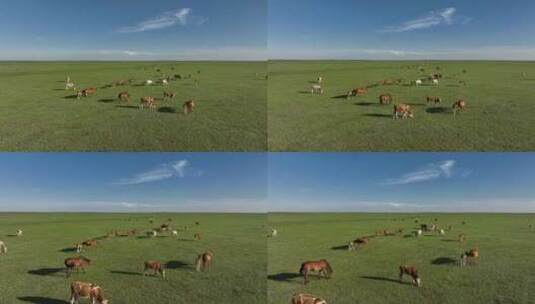 呼伦贝尔草原风光马群牛群1154高清在线视频素材下载