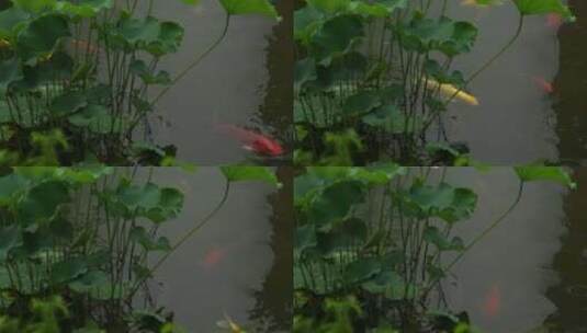 荷花下的锦鲤鱼实拍高清在线视频素材下载