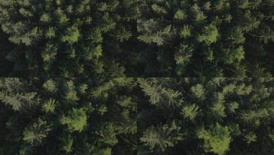 Zell Am see森林中松树的俯视图高清在线视频素材下载