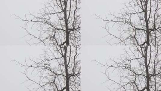 冬天树枝上的麻雀高清在线视频素材下载
