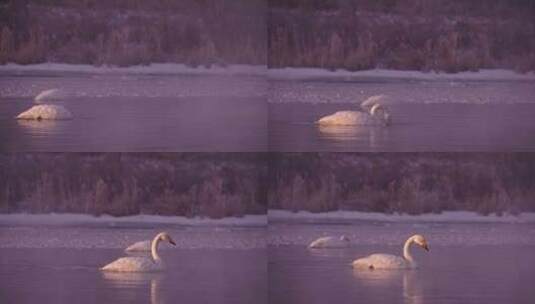 冬季寒冷冰河上野生的白天鹅高清在线视频素材下载