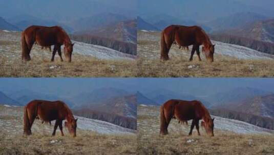 高山上的马高清在线视频素材下载