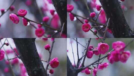 雪中梅花 雨中腊梅花 红色腊梅 1159高清在线视频素材下载