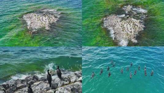 赛里木湖海燕高清在线视频素材下载
