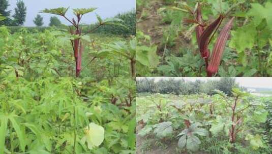 红秋葵种植高清在线视频素材下载