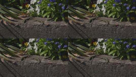 意大利贝拉焦的意大利壁蜥。特写镜头高清在线视频素材下载
