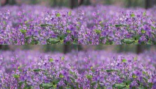 春天里的紫色二月兰诸葛菜高清在线视频素材下载