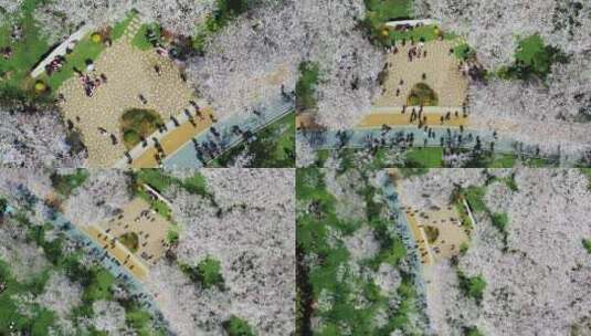 无锡金匮公园樱花航拍环绕上升视角高清在线视频素材下载