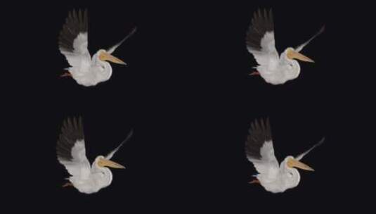 北美白鹈鹕鸟-飞行环-侧角视图CU-Al高清在线视频素材下载