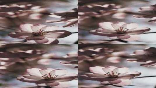 春天盛开的樱花特写高清在线视频素材下载