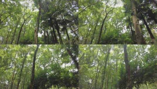 夏天茂密的树林仰拍高清在线视频素材下载