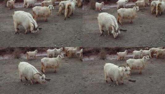 高原上的一群羊羊群山羊慢镜头高清在线视频素材下载