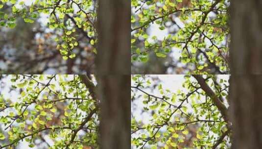 春天阳光下发芽开花嫩绿的银杏枝头特写高清在线视频素材下载