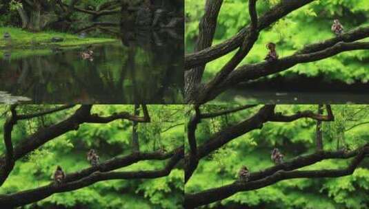 森林中嬉水的鸳鸯高清在线视频素材下载