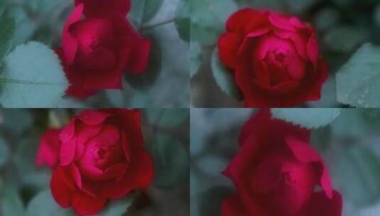 4K红玫瑰高清在线视频素材下载