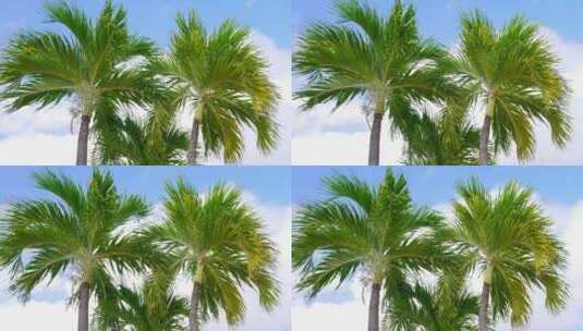 海边棕榈树高清在线视频素材下载
