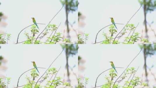 树枝上随风摇摆的小鸟---栗喉蜂虎高清在线视频素材下载