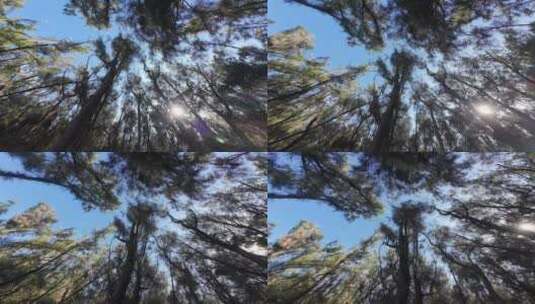 仰拍树林仰拍松树林阳光仰视森林树干大自然高清在线视频素材下载