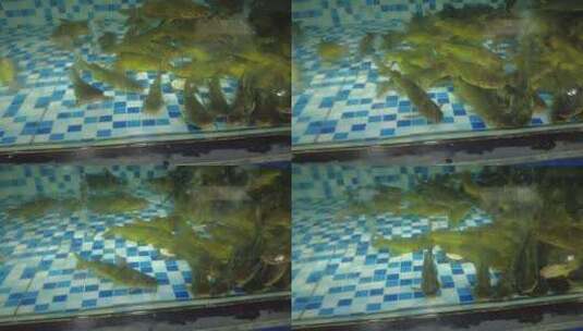 活体新鲜海鲜螃蟹龙虾帝王蟹石斑鱼乌龟实拍高清在线视频素材下载