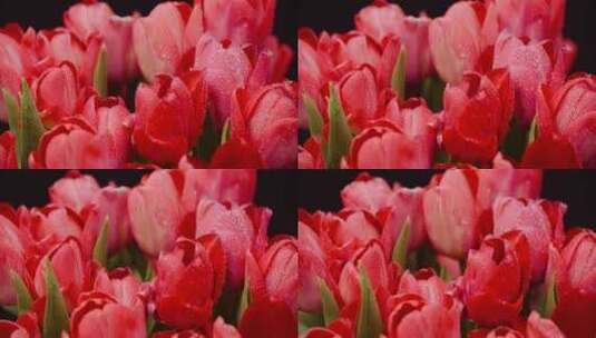 粉红色郁金香上的水滴高清在线视频素材下载