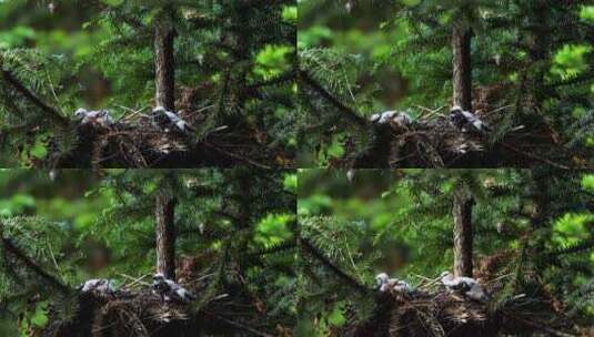松树上的松雀鹰亲鸟营巢育雏高清在线视频素材下载
