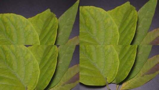 绿叶叶子标本植物夏季叶绿素叶脉高清在线视频素材下载