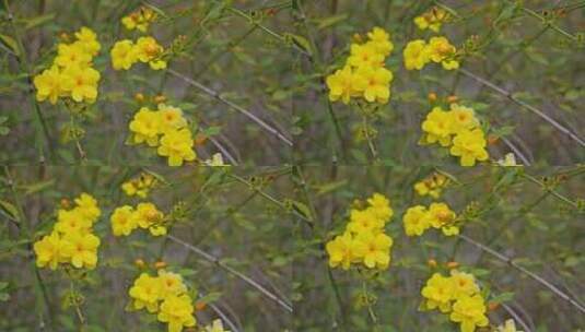 早春迎春花清明花小黄花花簇花瓣花蕊花朵高清在线视频素材下载