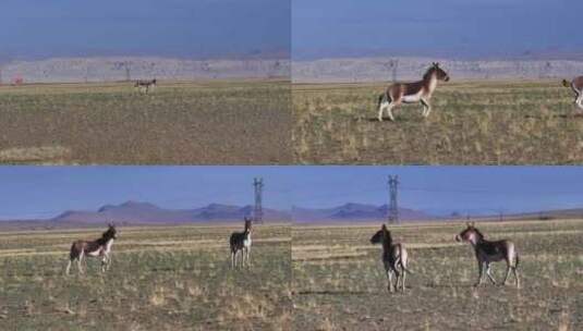 阿里地区藏野驴航拍高清在线视频素材下载