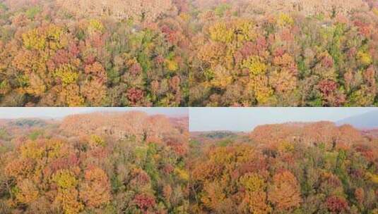 航拍秋季清晨南京中山陵风景区美龄宫高清在线视频素材下载