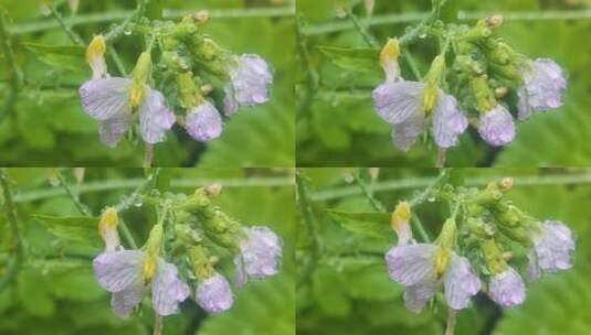 菜花小黄花寒风中摇曳距水珠微距高清在线视频素材下载