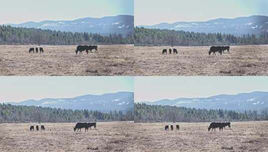 香格里拉雪山耗牛养殖高清在线视频素材下载