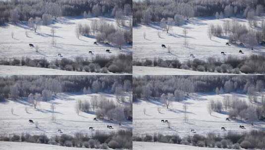 草原雪景高清在线视频素材下载